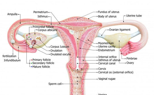 Your Uterus!
