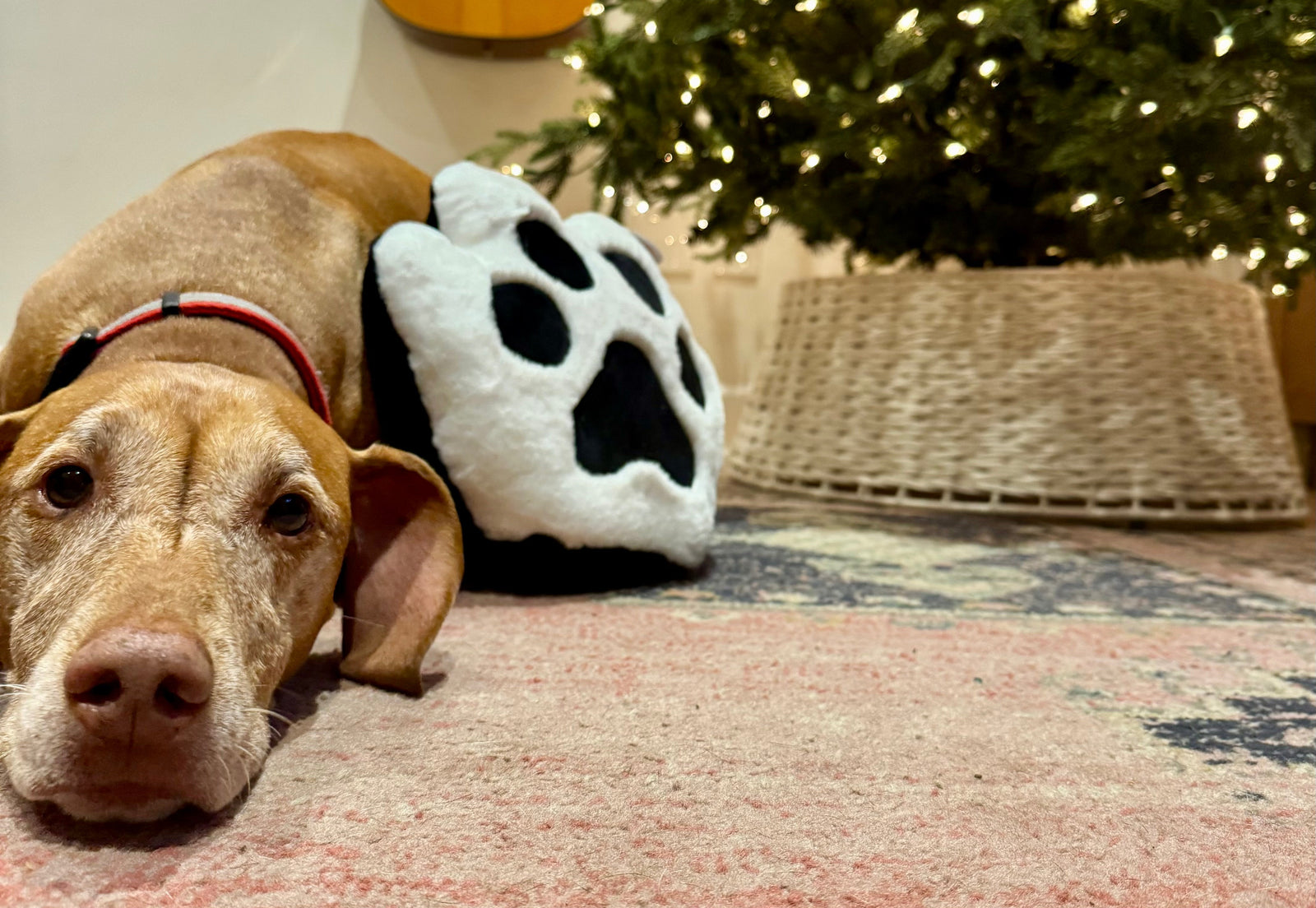 A Heartfelt Holiday Keepsake: Recording a Pet’s Heartbeat