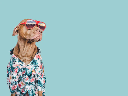 How to Keep Your Older Pup Safe and Happy All Summer