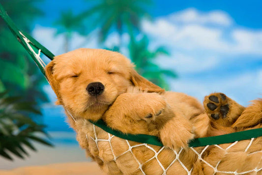 A Summer Puppy: Everything You Need to Know