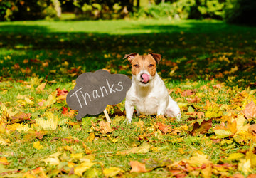 7 Reasons to Give Thanks for Your Dog