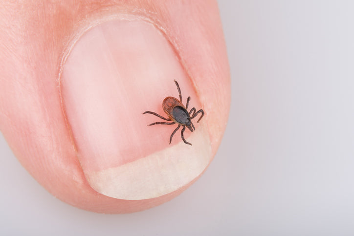 Help Naturally Prevent Tick Bites