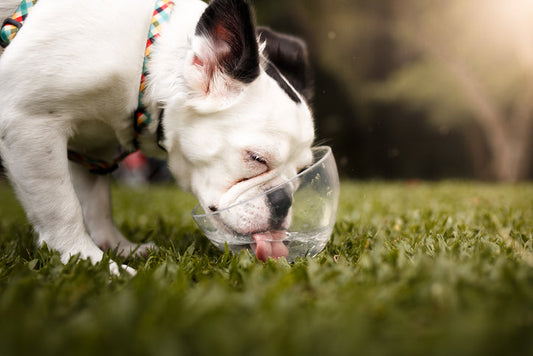 Beat the Heat: 6 Ways to Keep Your Dog Happy in the Summer Sun