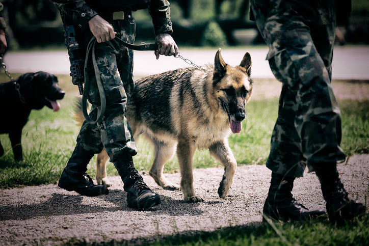 Remembering the Four-Legged Fighters